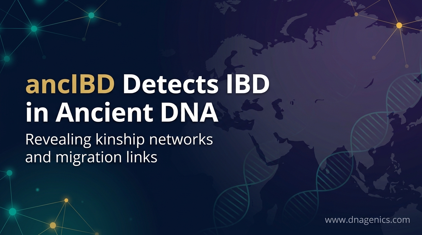 Diagram of ancIBD workflow for detecting IBD in ancient DNA