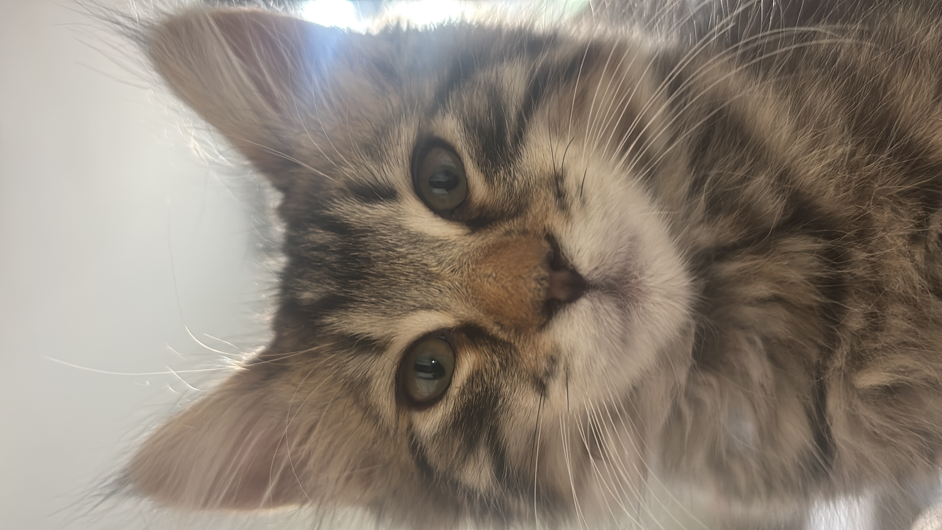 Hermetic Anthro-Alchemist 