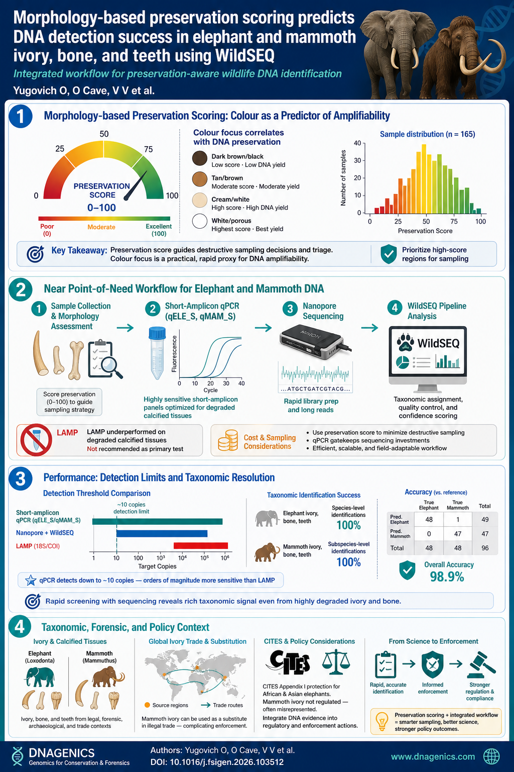 Infographic illustrating preservation scoring and DNA detection workflow for elephant and mammoth samples.