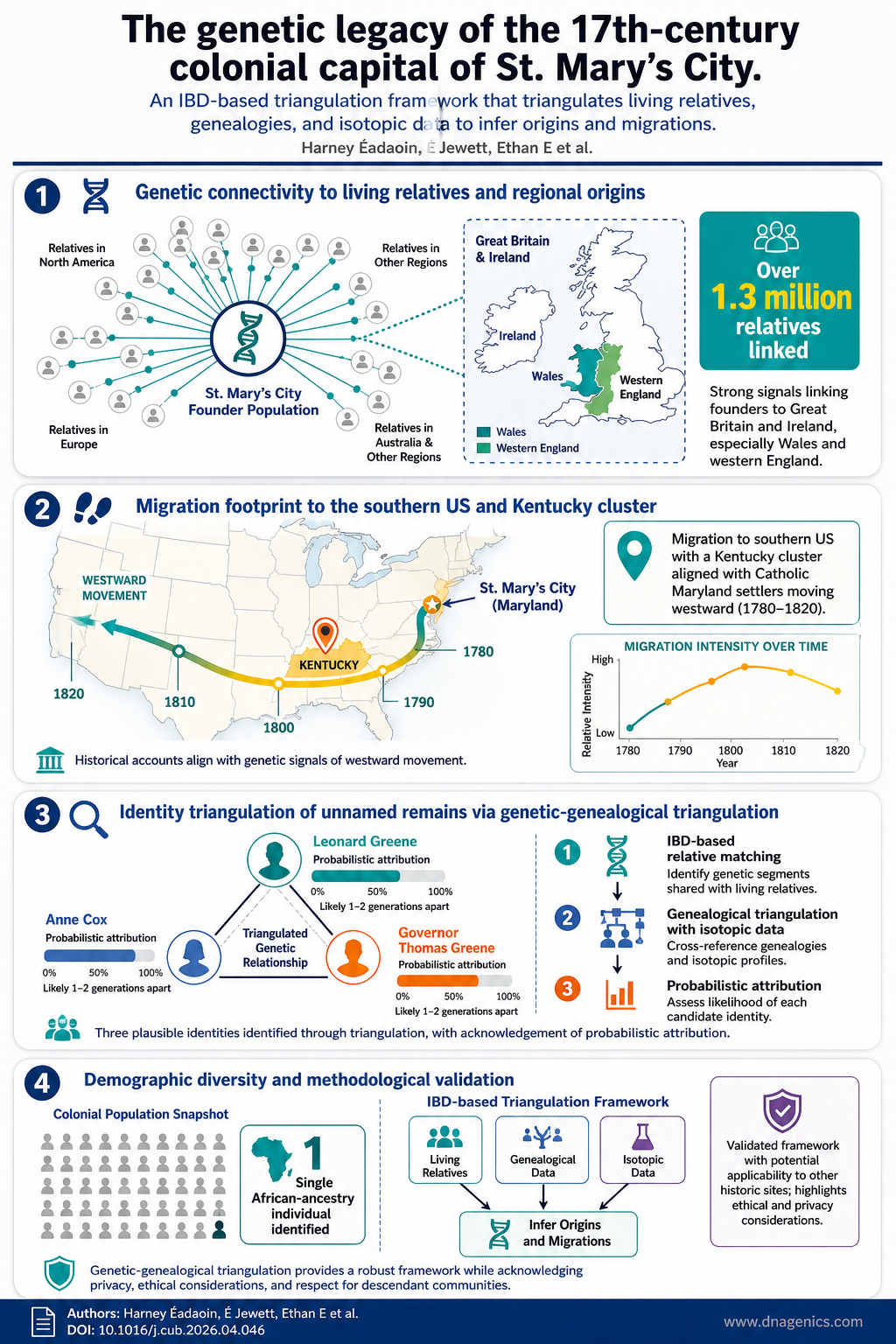 Infographic and genetic network showing connections from St. Mary’s City residents to modern populations