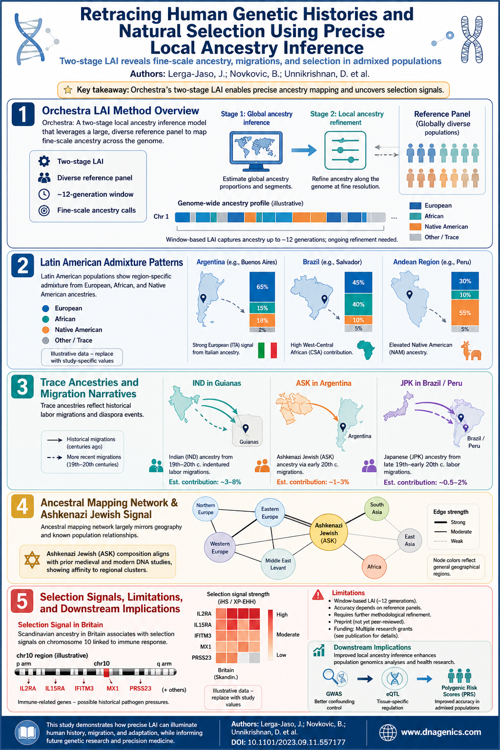 Infographic preview of Orchestra LAI workflow and findings across global populations
