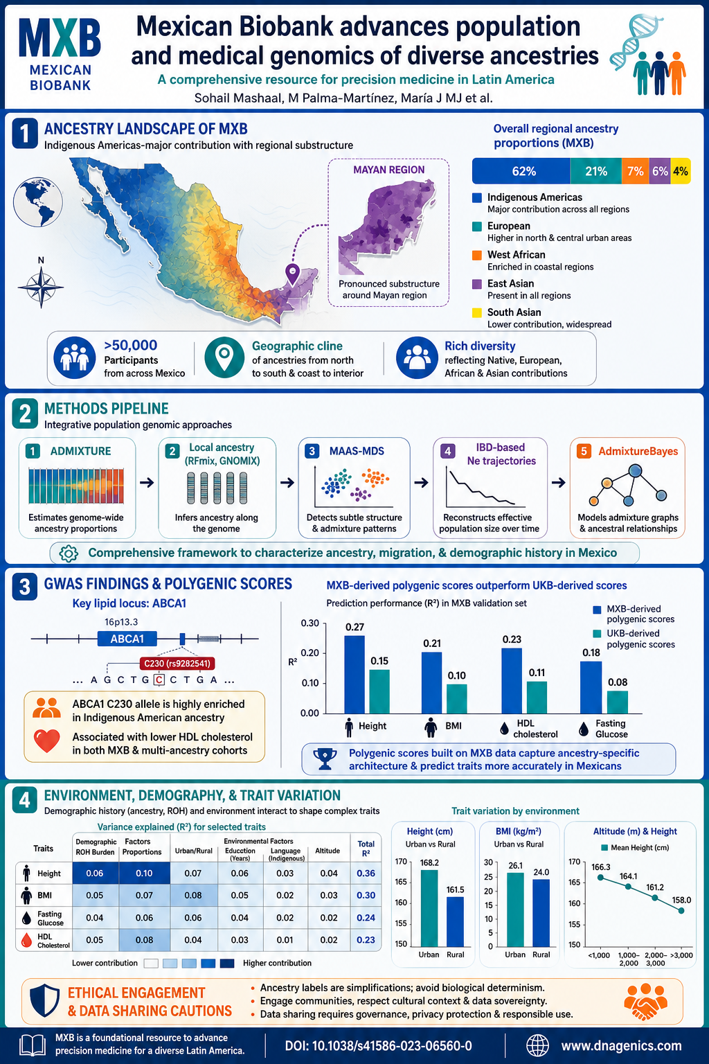 Map of Mexican Biobank ancestry and trait associations across regions